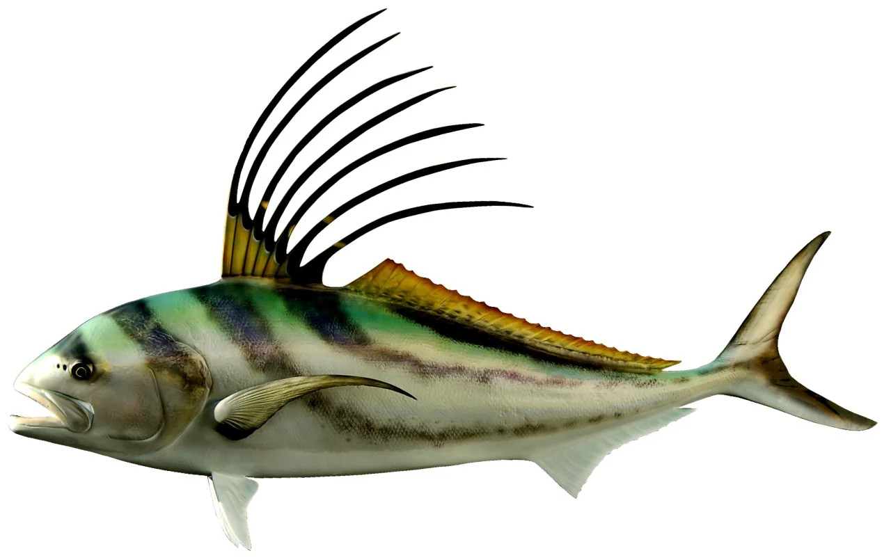 54 INCH ROOSTERFISH