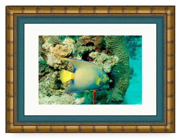 ANGEL REEF PHOTO ART FRAMED
