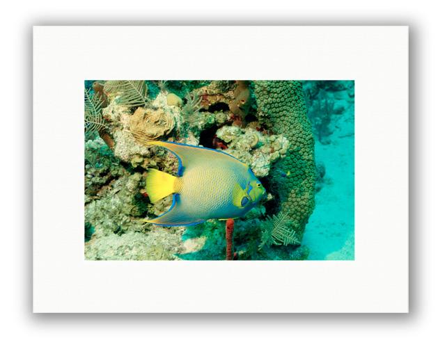 ANGEL REEF PHOTO ART UNFRAMED
