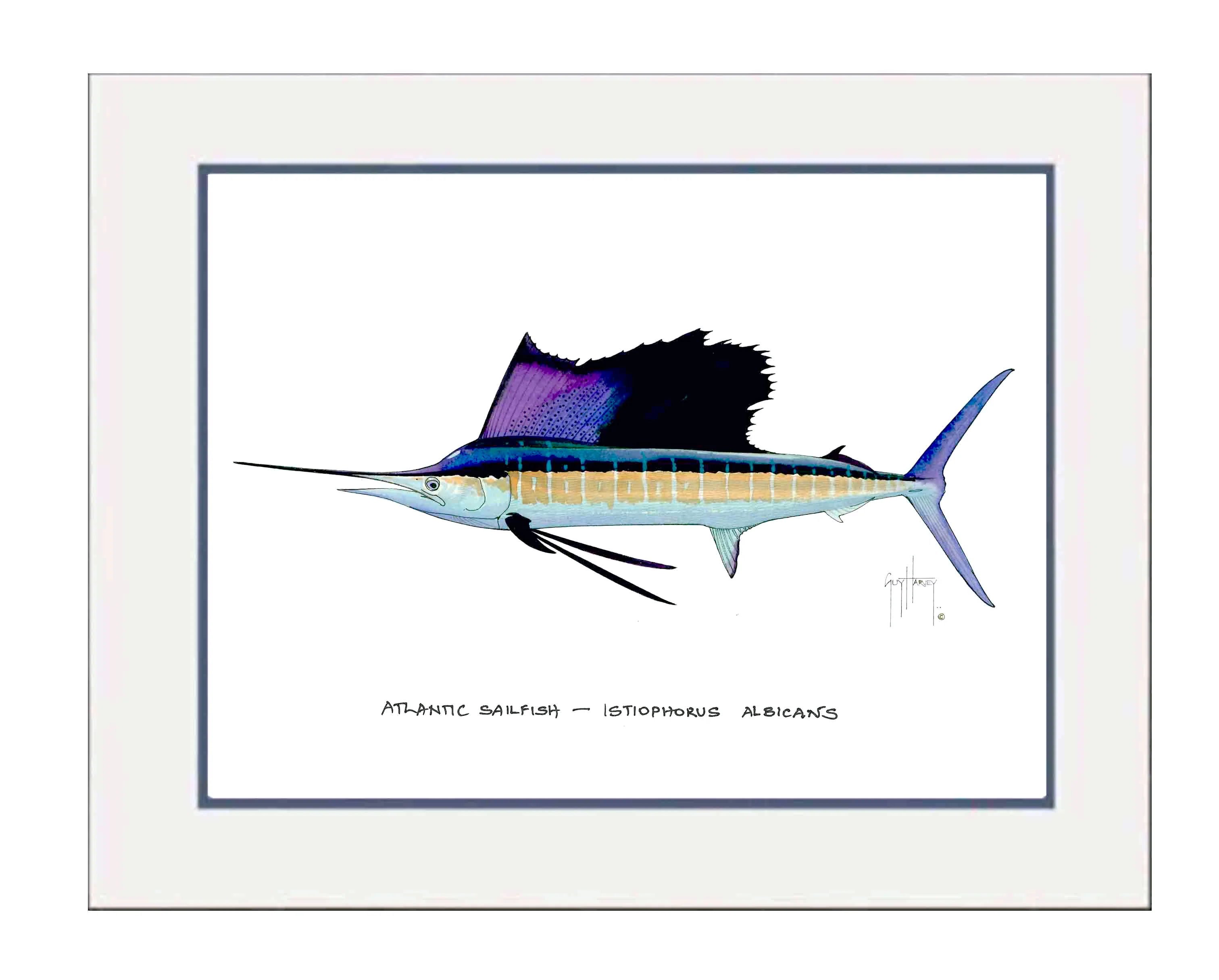 "Atlantic Sailfish" Grande Mini Print - Image 2