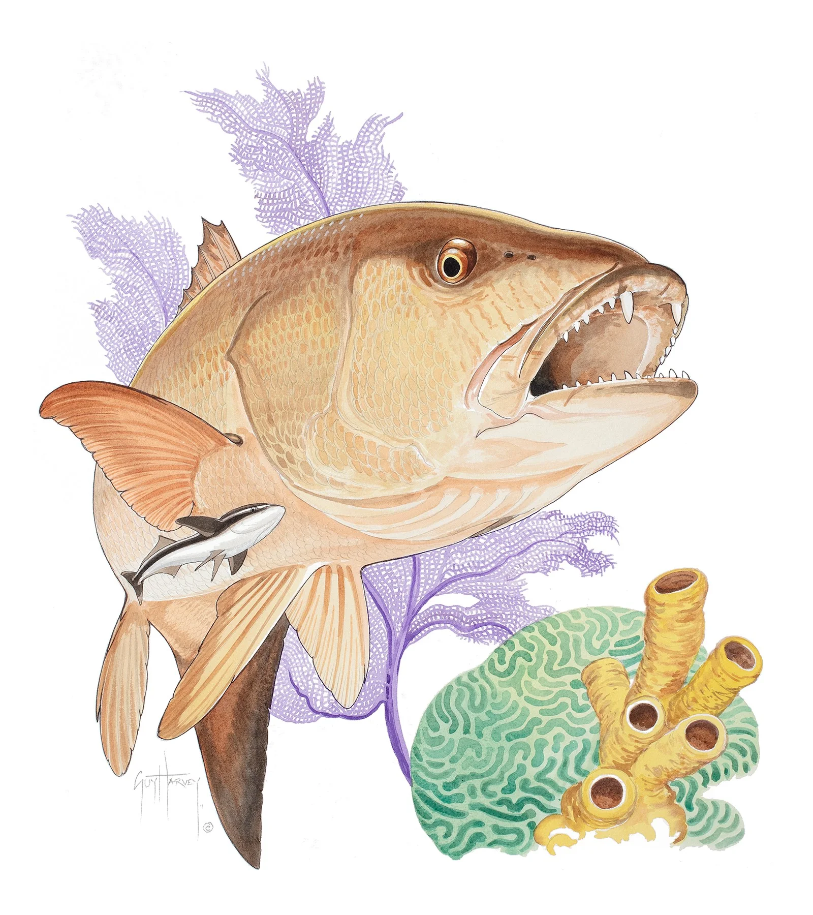 "Big Cubera Snapper" Original
