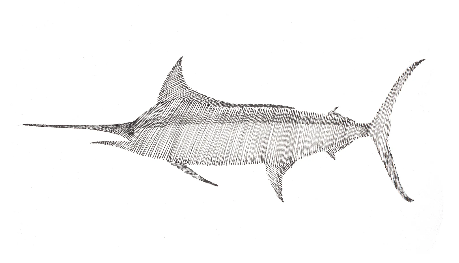 "Blue Marlin Swimming to the Left Scribble" Original