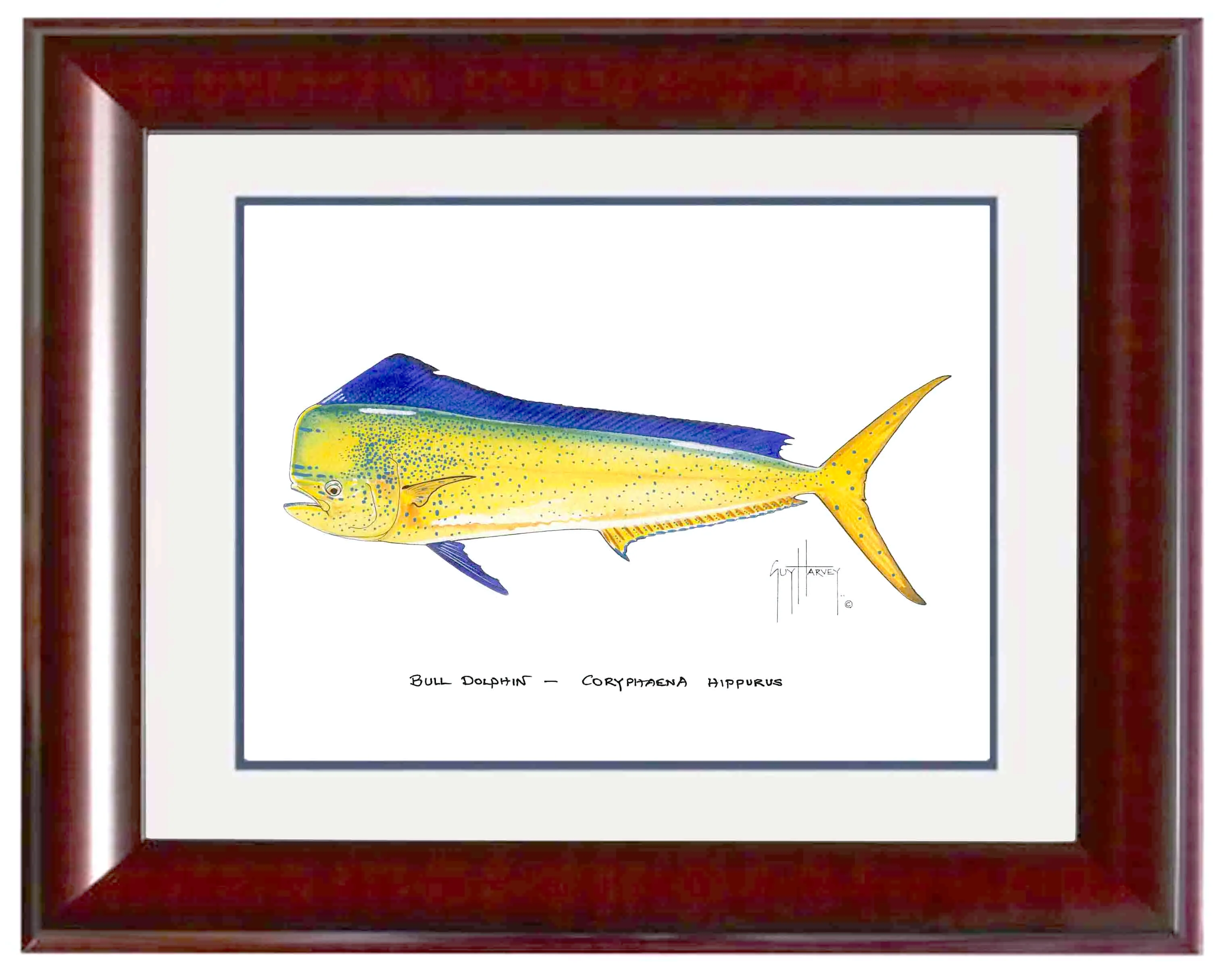 "Bull Dolphin" Grande Mini Print