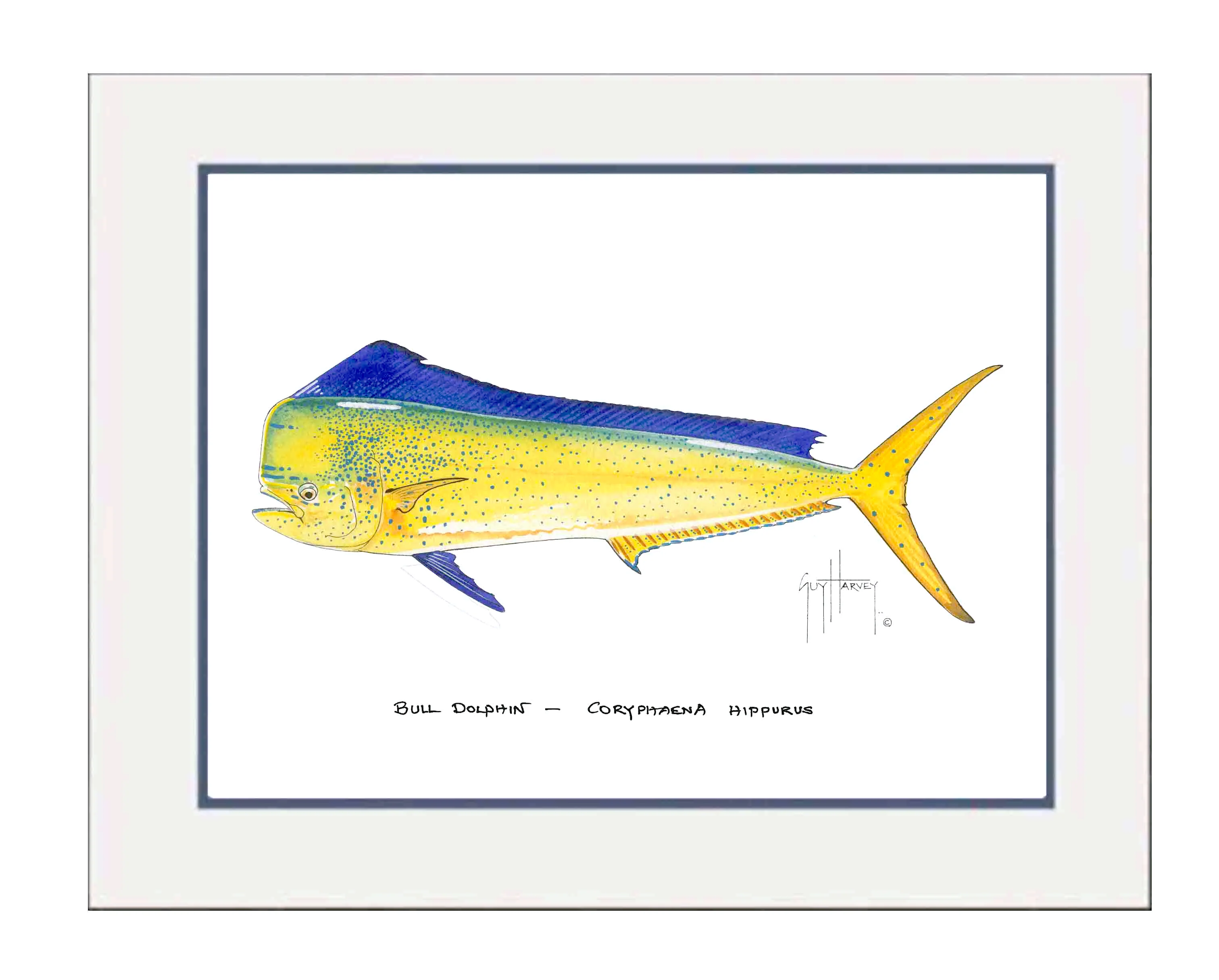 "Bull Dolphin" Grande Mini Print - Image 2