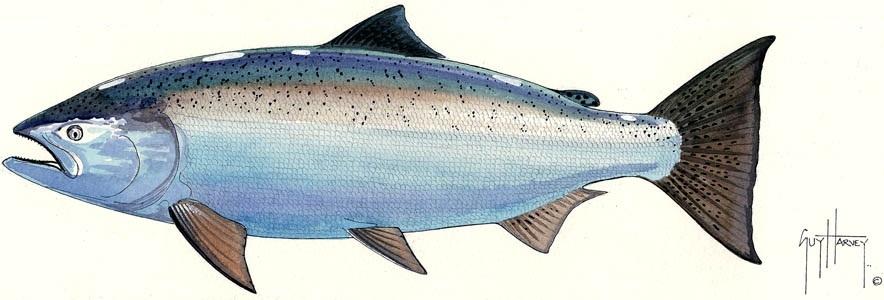 "Fotoo Chinook Salmon" Original