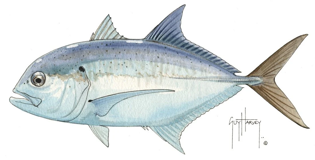 "Fotoo Giant Trevally" Original