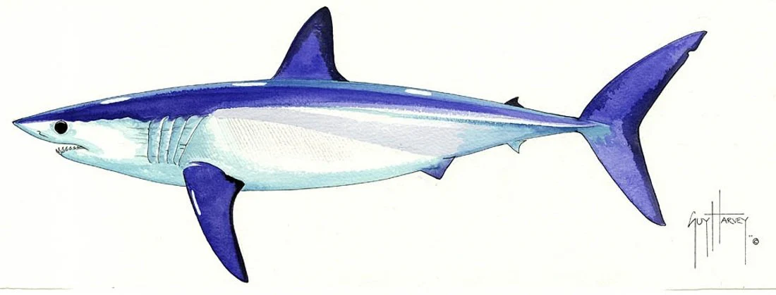 "Fotoo Longfin Mako Shark" Original