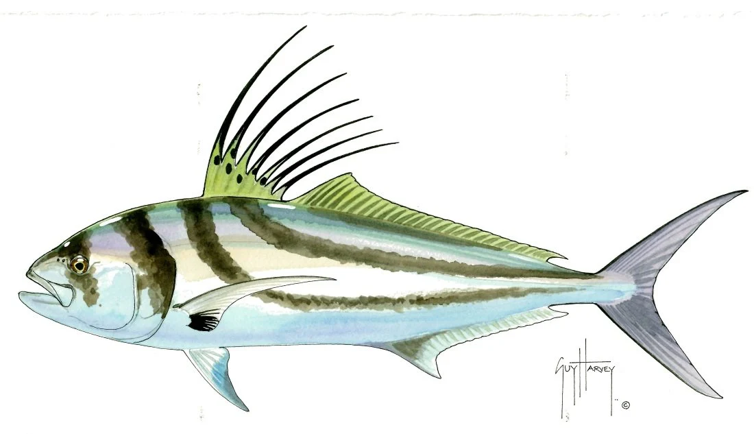 "Fotoo Roosterfish" Original