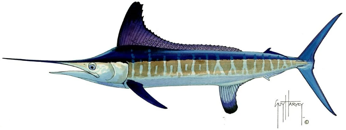 "Fotoo Roundscale Spearfish" Original