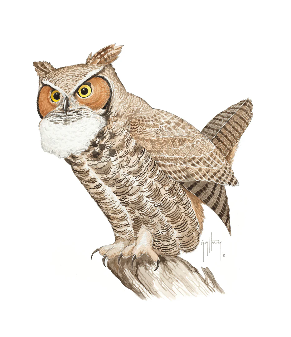 "Great Horned Owl" Original