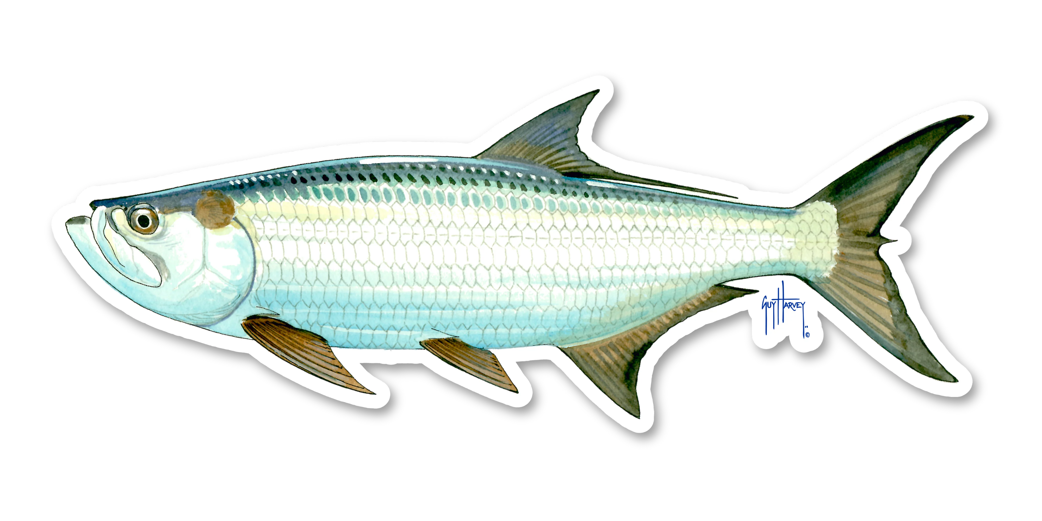 Tarpon Decal