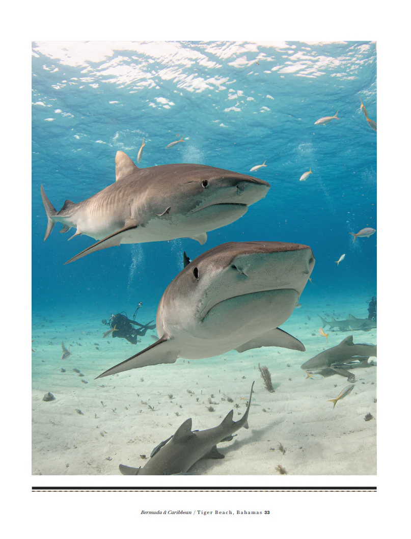Guy Harvey's Underwater World -Remarque - Image 7