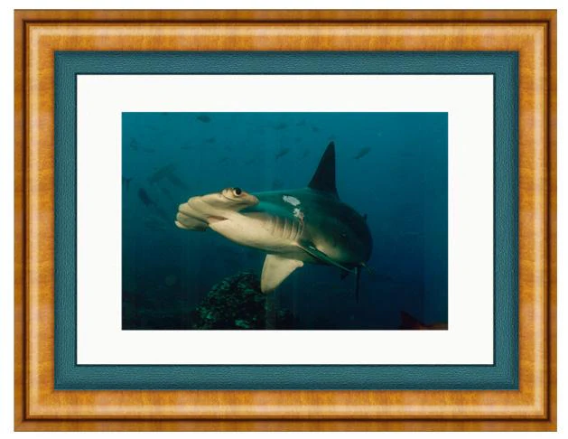 HAMMERHEAD PHOTO ART FRAMED