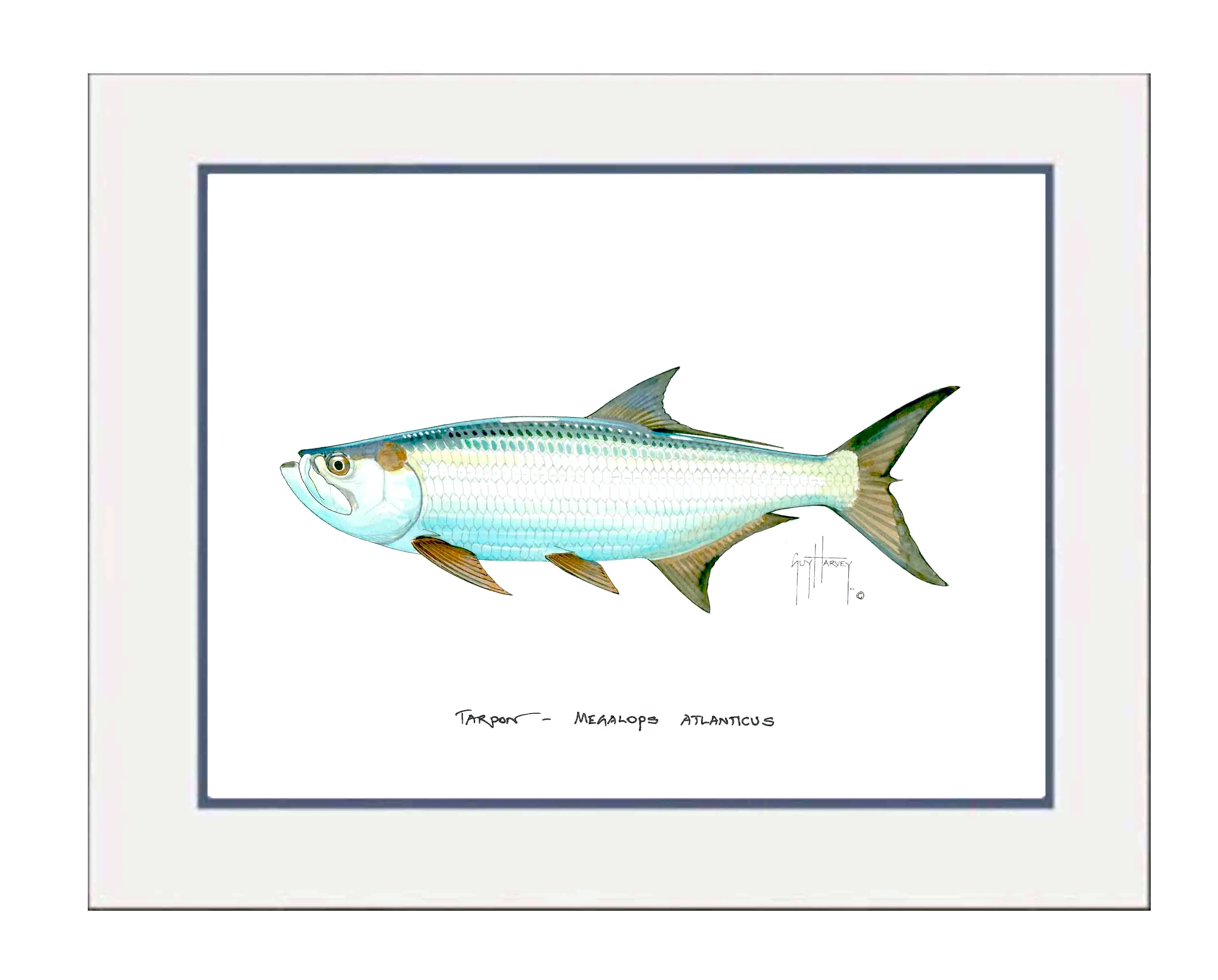 "Tarpon" Grande Mini Print - Image 2