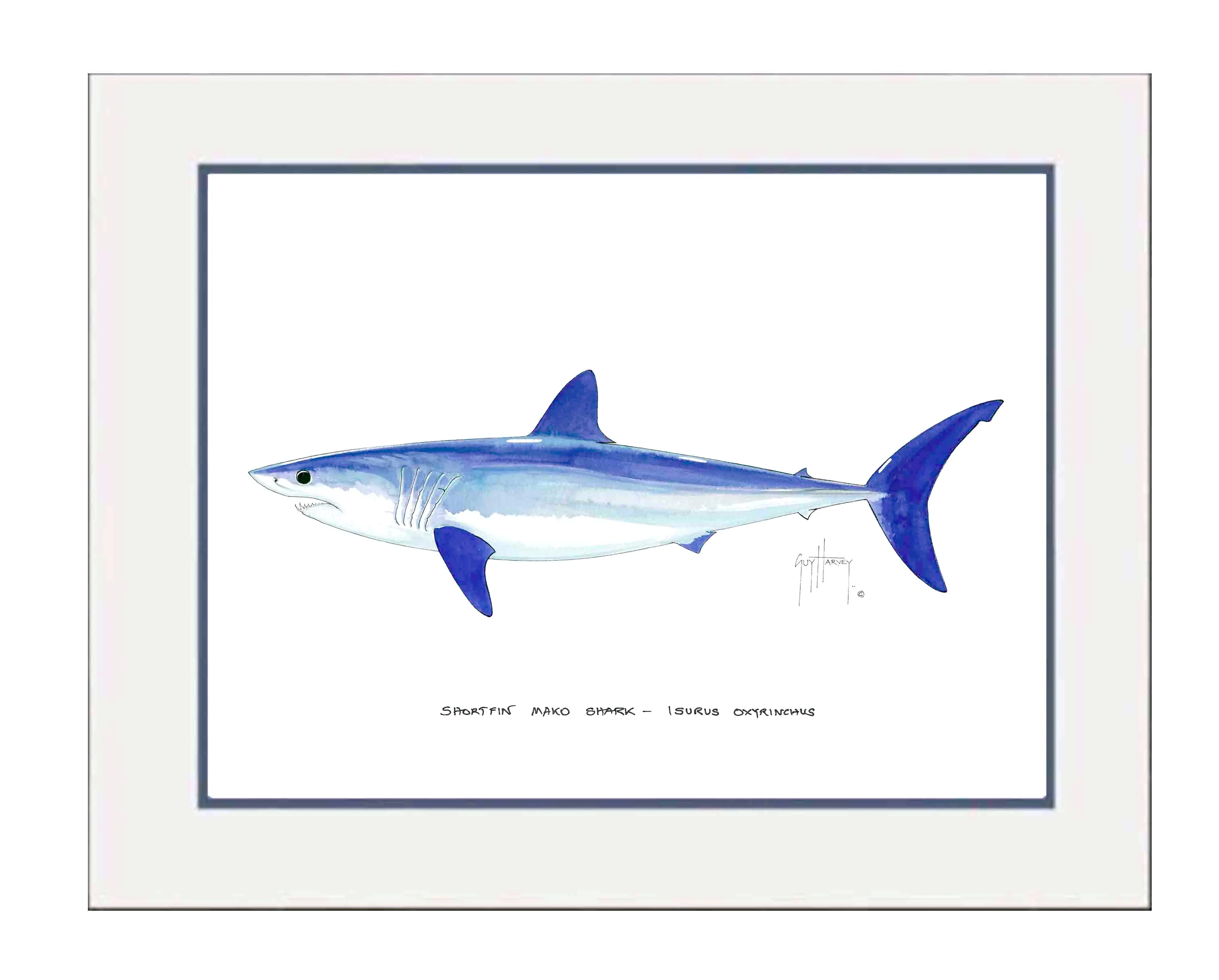 "Mako Shark" Grande Mini Print - Image 2
