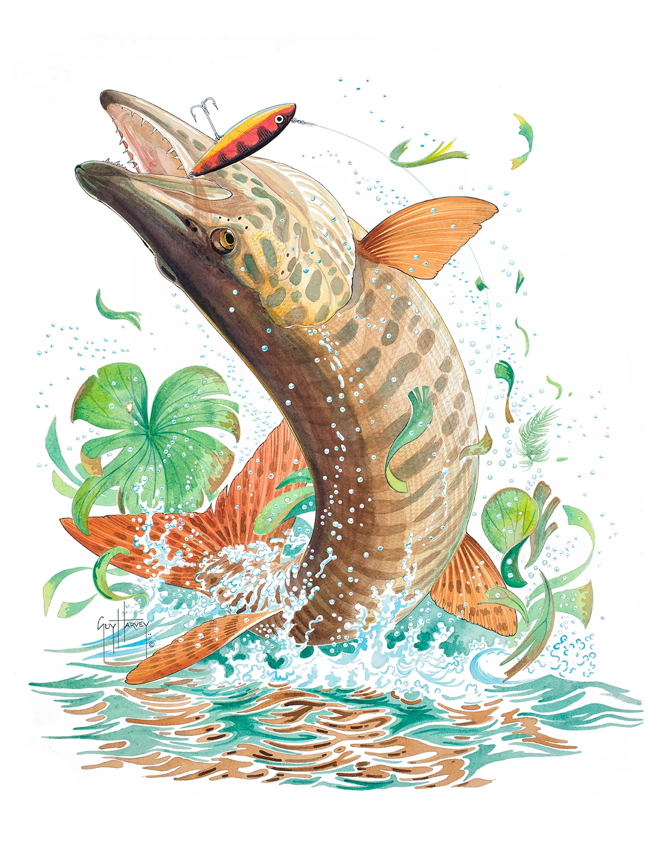 "Muskie" Original