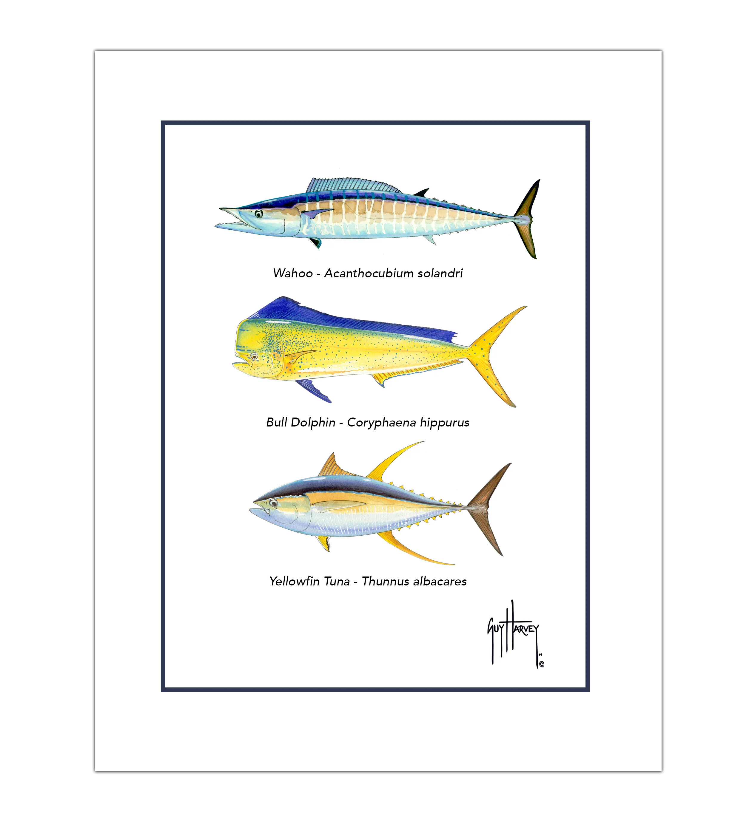 "Offshore Slam Species" Grande Mini Print - Image 2