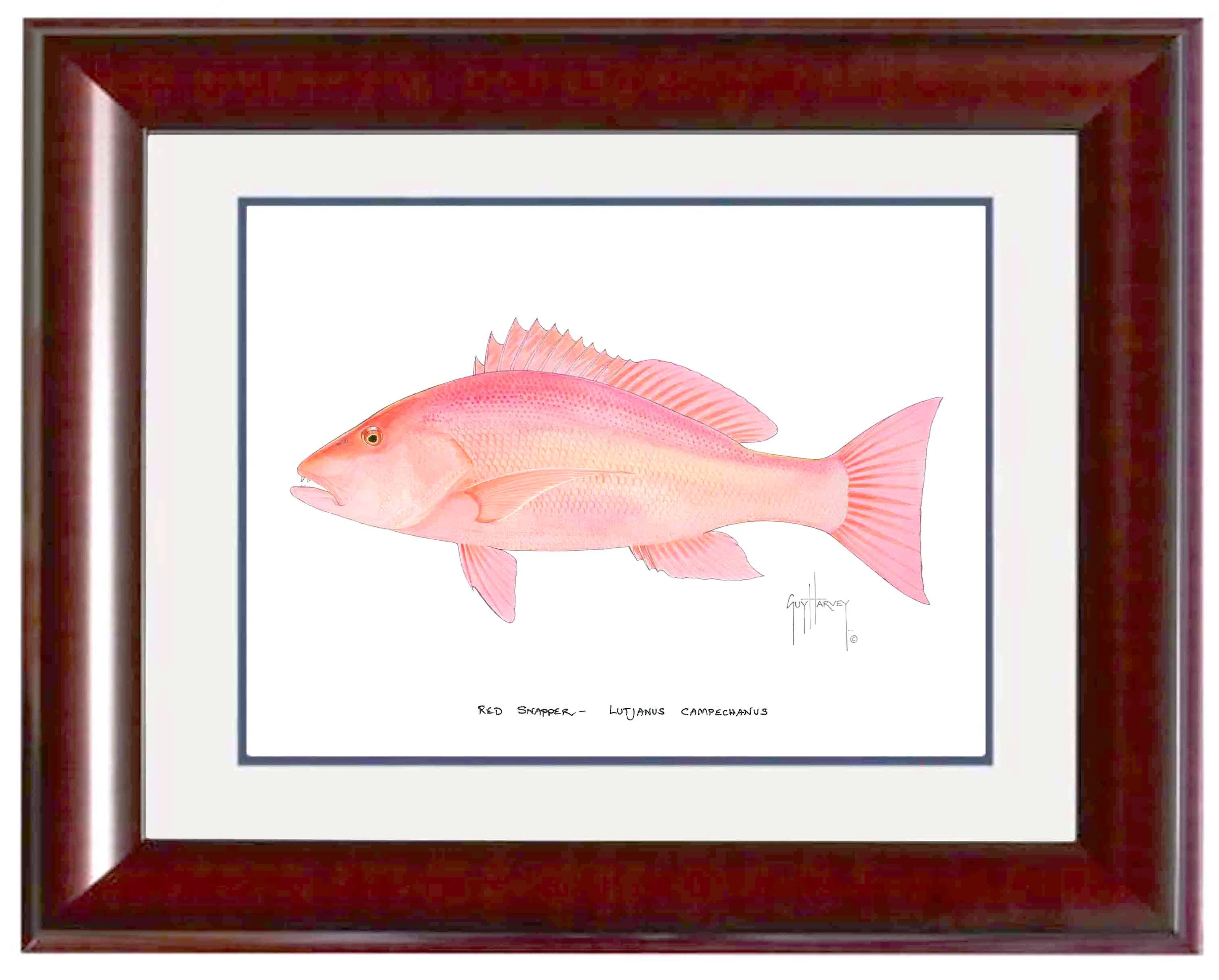 "Red Snapper" Grande Mini Print