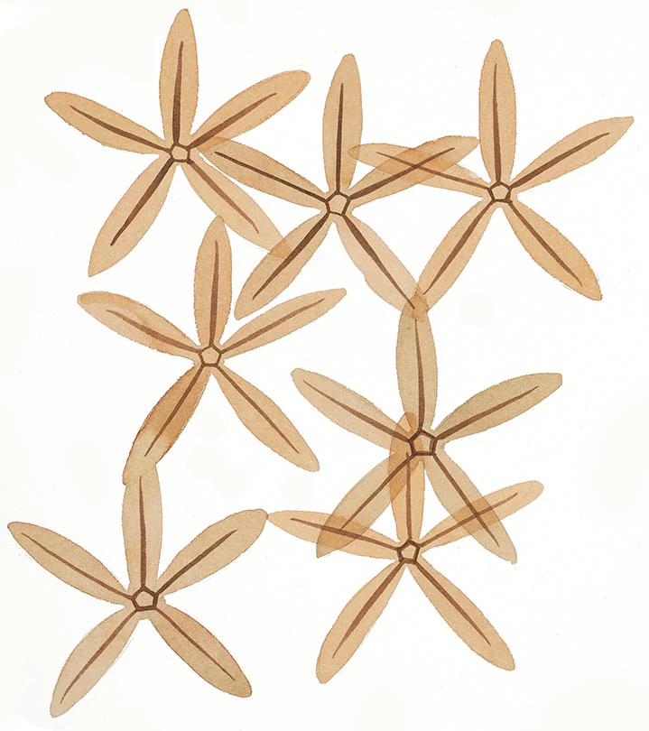 "Seven Starfish" Original