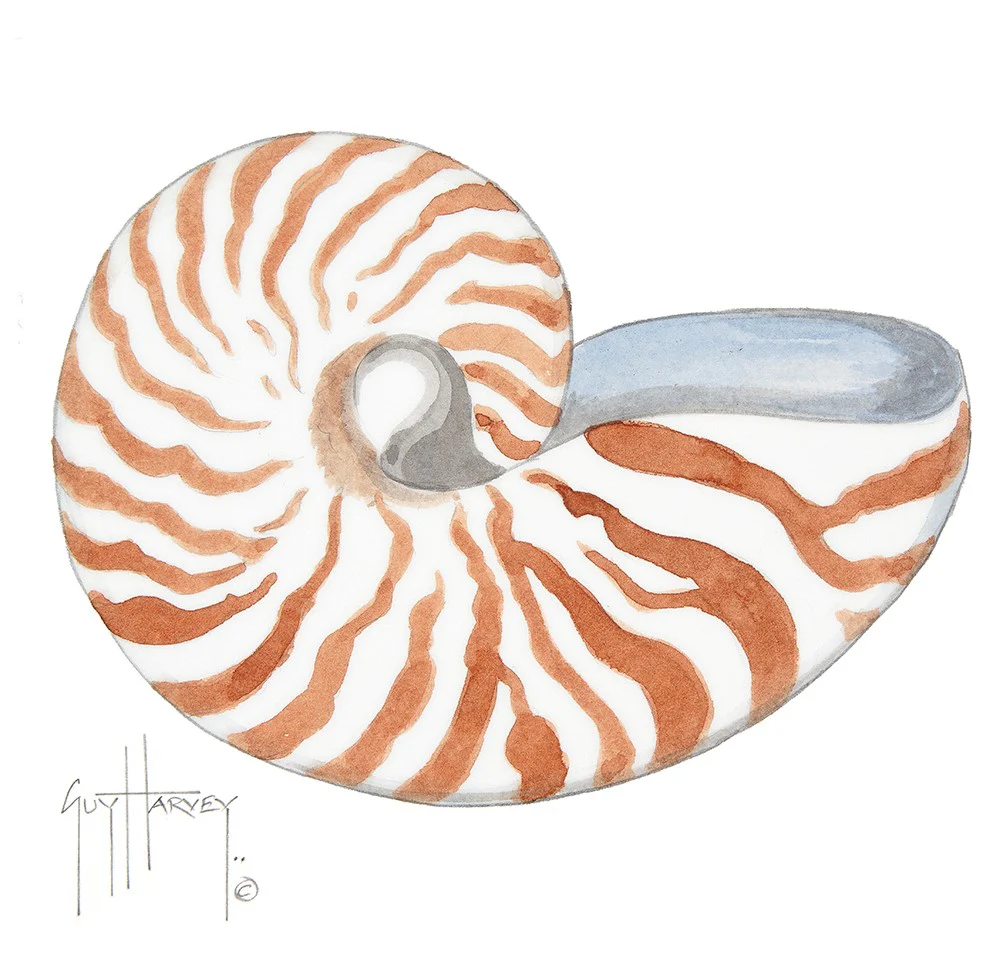 "Shell Watercolor" Original