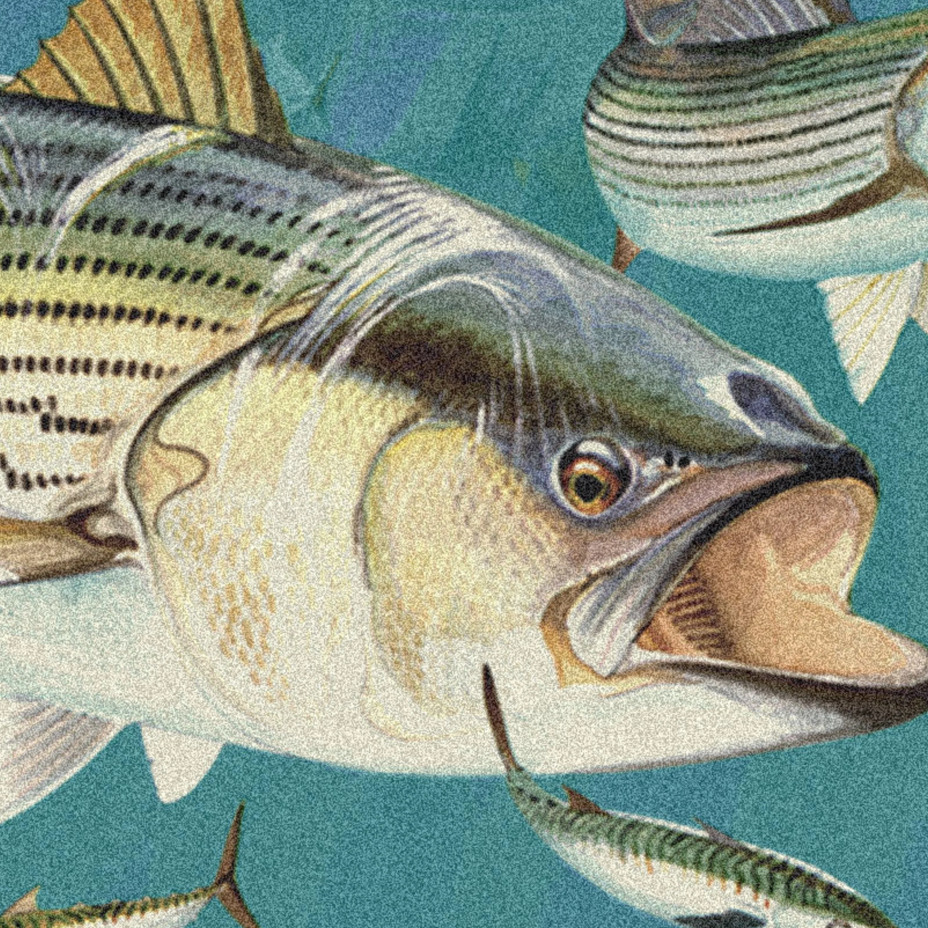 Stripped Bass Area Rug - Image 5