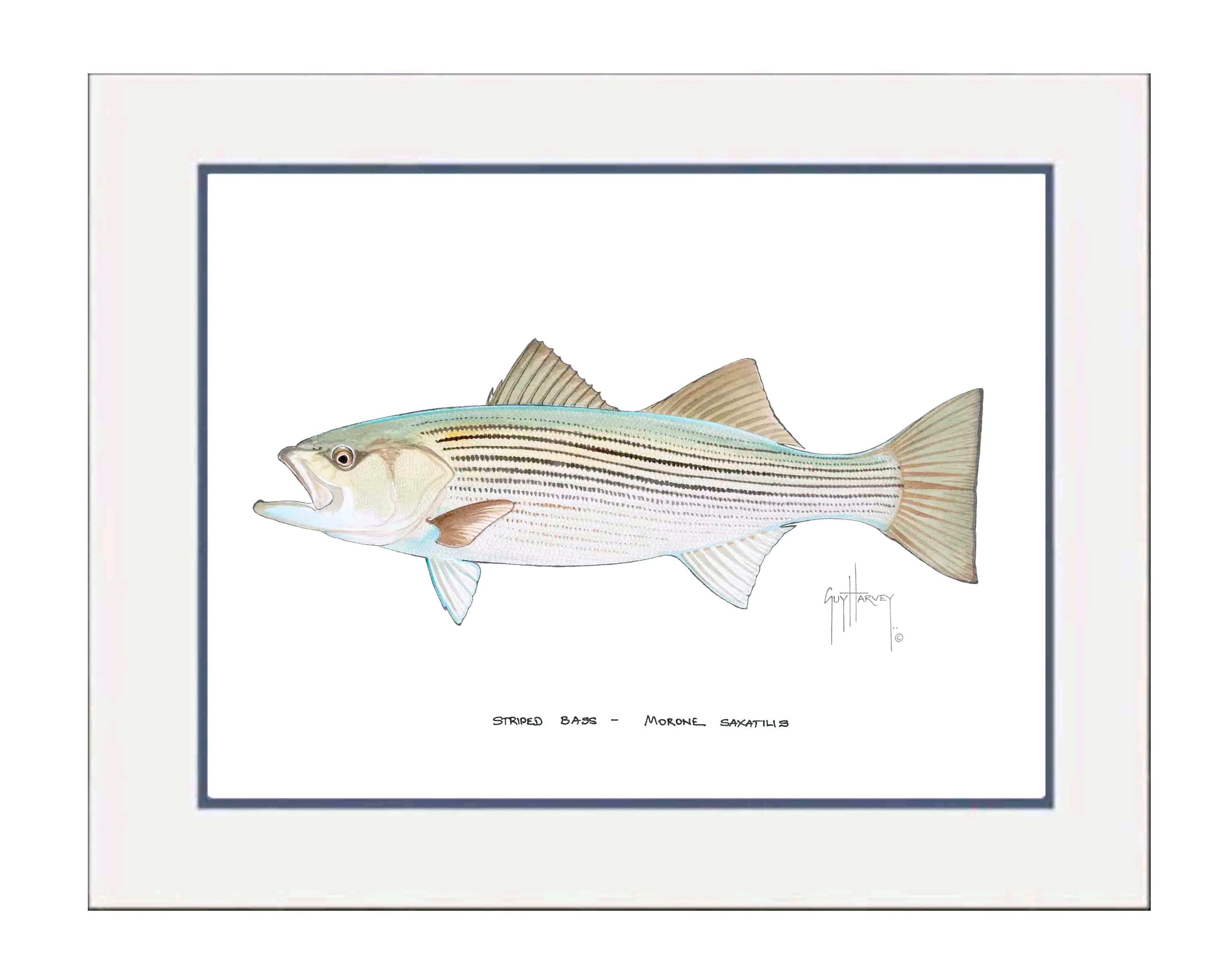 "Striped Bass" Grande Mini Print - Image 2