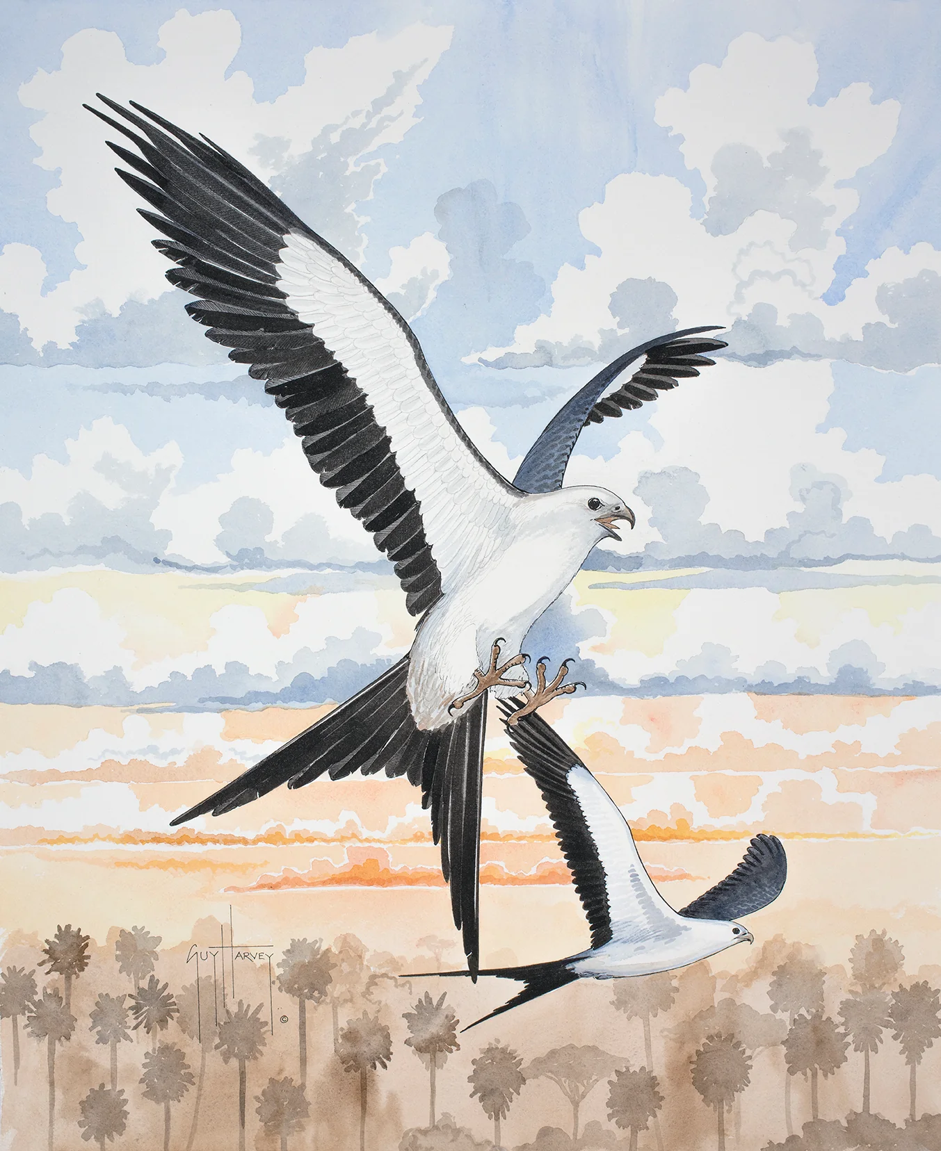 "Swallowed Tail Kite" Original