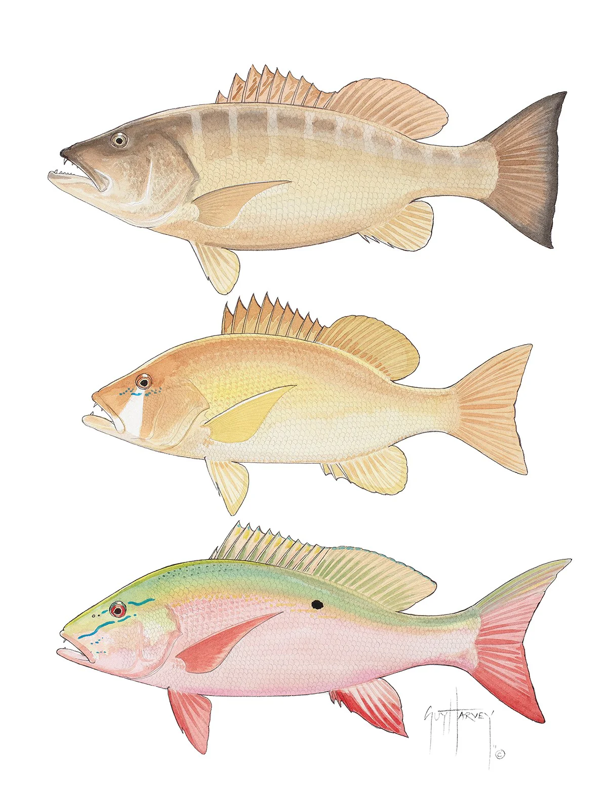 "Three Snapper" Original