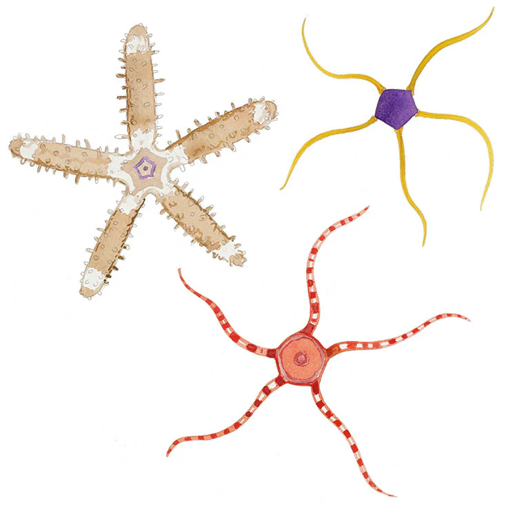 "Three Starfish I" Original