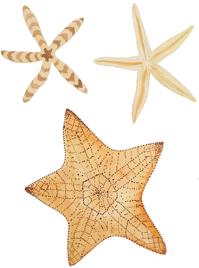 "Three Starfish II" Original