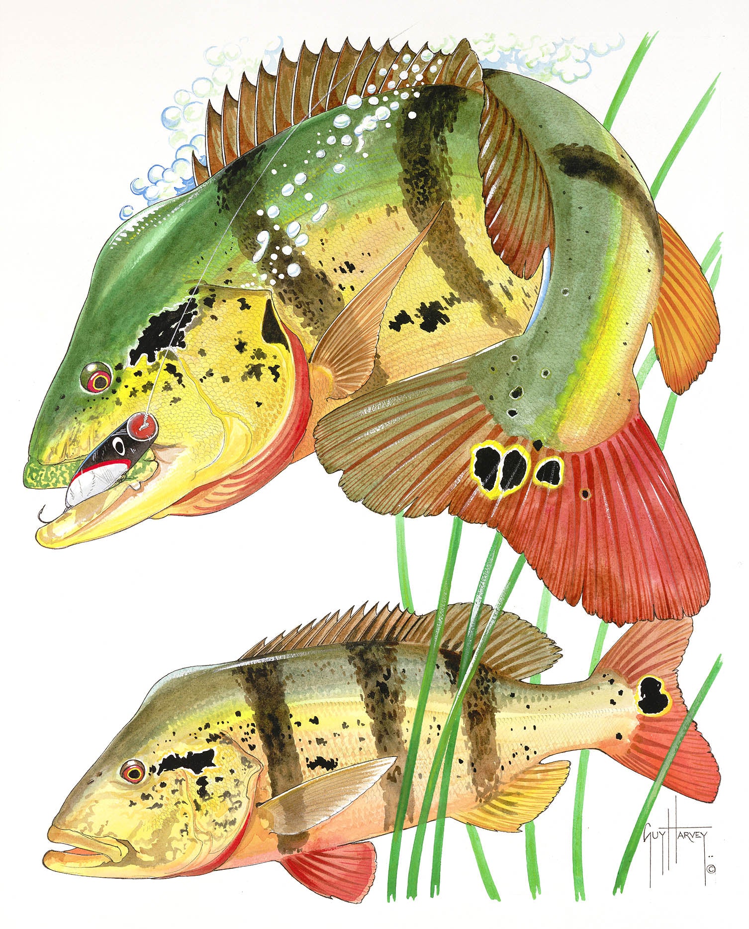 "Two Peacock Bass" Original