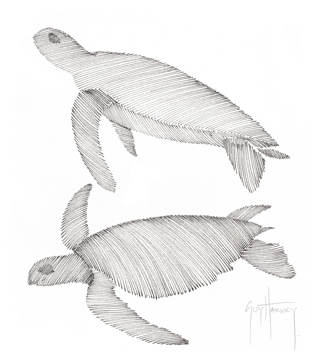 "Two Turtles: Green & Hawksbill Scribble" Original