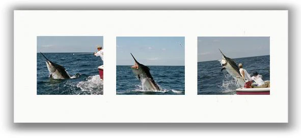 UP CLOSE & PERSONAL TRIPTYCH PHOTO ART UNFRAMED