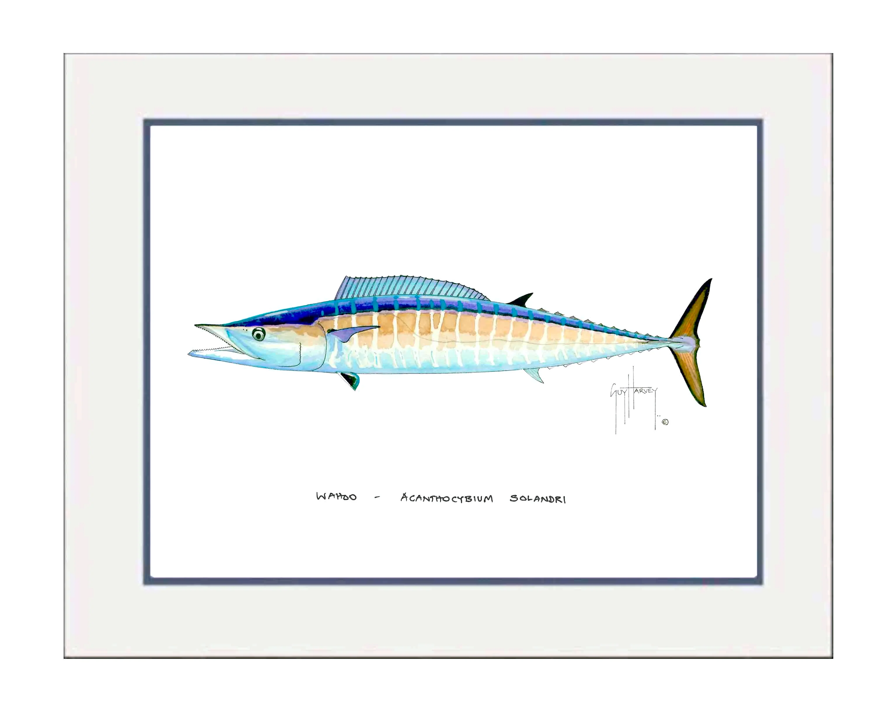 "Wahoo" Grande Mini Print - Image 2
