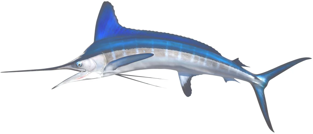 White Marlin Mount - Image 3