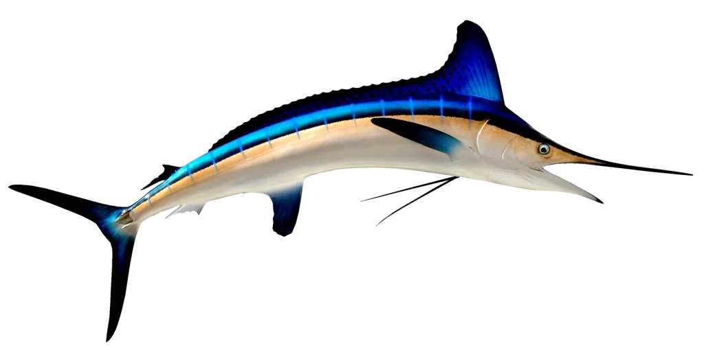 White Marlin Mount - Image 4