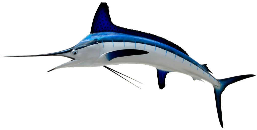 White Marlin Mount - Image 5