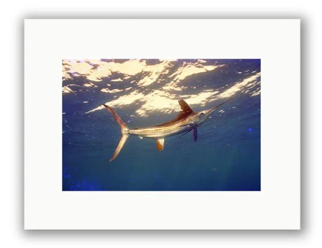WHITETAIL PHOTO ART UNFRAMED