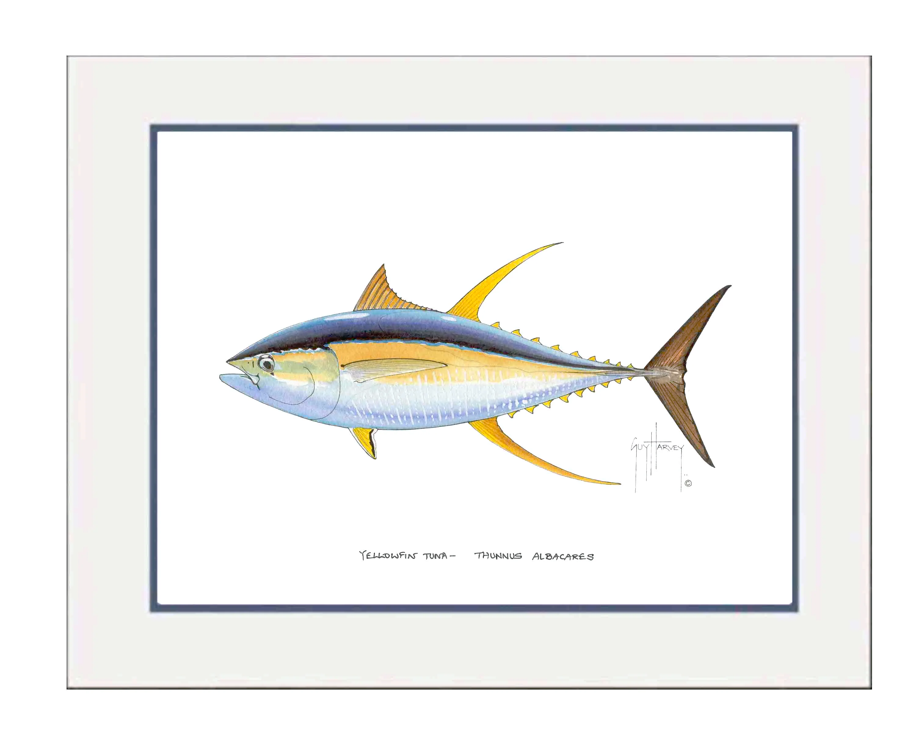 "Yellowfin Tuna" Grande Mini Print - Image 2